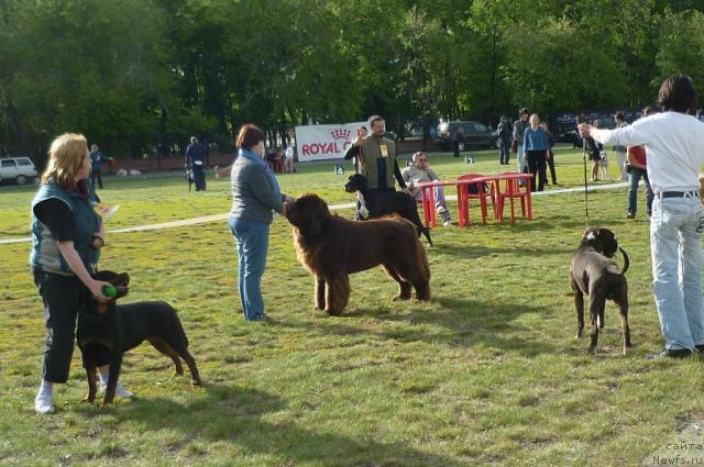 Фото: ньюфаундленд Aetna vom Riesrand (Aetna vom Riesrand)