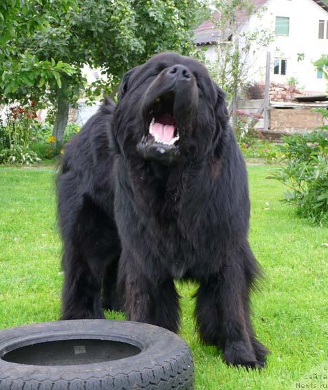 Фото: ньюфаундленд Plushevaya Panda Vikar (Плюшевая Панда Викар)