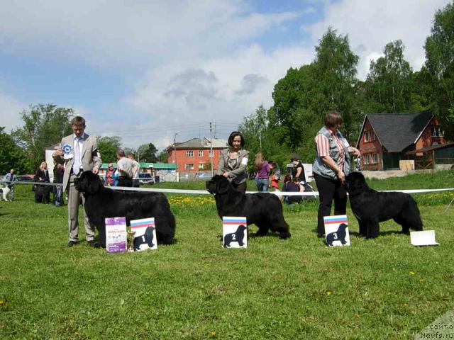 Фото: ньюфаундленд King of Helluland Valmont, ньюфаундленд Cayuga Mescalero, ньюфаундленд Smigar Shalovlivy Medved (Смигар Шаловливый Медведь)