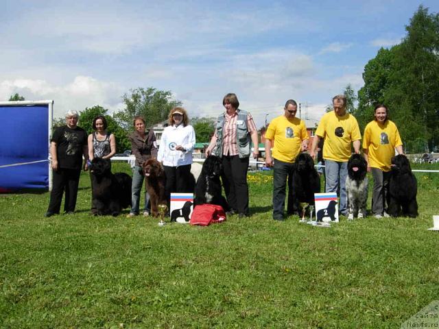 Фото: ньюфаундленд Smigar Nimfeya Neotrazimaya (Смигар Нимфея Неотразимая), ньюфаундленд Smigar Olimpiada (Смигар Олимпиада), ньюфаундленд Smigar Shalovlivy Medved (Смигар Шаловливый Медведь), ньюфаундленд Plyushevaya Panda Reychel (Плюшевая Панда Рейчел), ньюфаундленд Plushevaya Panda Debra (Плюшевая Панда Дэбра), ньюфаундленд Plushevaya Panda Roskoshnaya Lady Diana (Плюшевая Панда Роскошная Леди Диана)