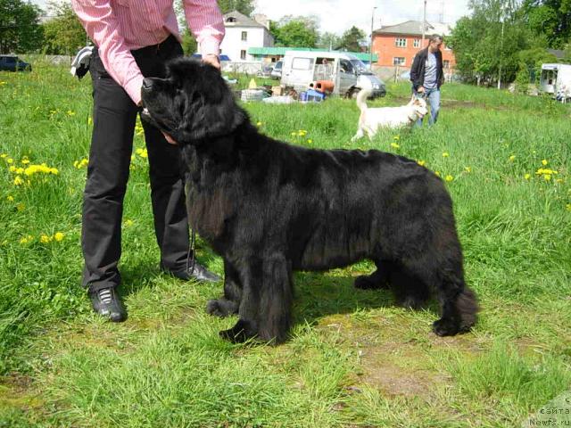 Фото: ньюфаундленд Skippers Only You for Smigar