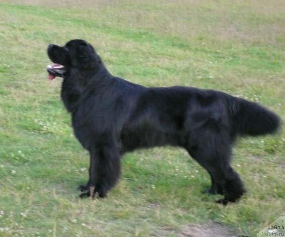 Фото: ньюфаундленд Plushevaya Panda Vikar (Плюшевая Панда Викар)