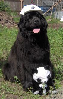 Фото: ньюфаундленд Greyzi (Грейзи)