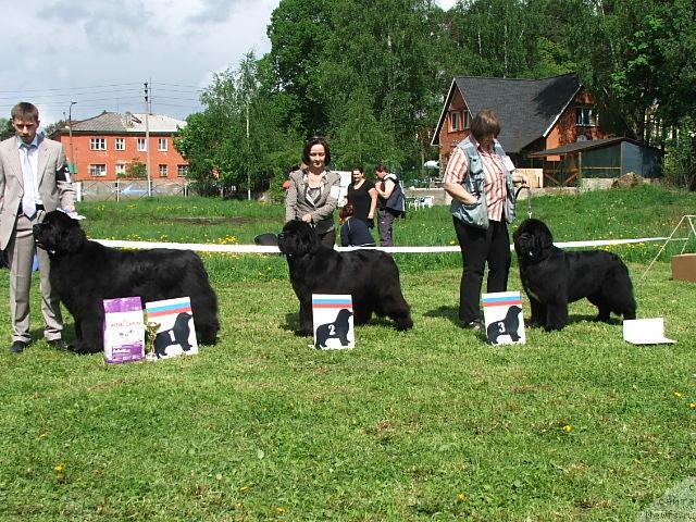 Фото: ньюфаундленд King of Helluland Valmont, ньюфаундленд Cayuga Mescalero, ньюфаундленд Smigar Shalovlivy Medved (Смигар Шаловливый Медведь)