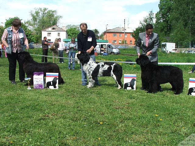 Фото: ньюфаундленд Smigar Nimfeya Neotrazimaya (Смигар Нимфея Неотразимая), ньюфаундленд Plushevaya Panda Debra (Плюшевая Панда Дэбра), ньюфаундленд Skippers Only You for Smigar
