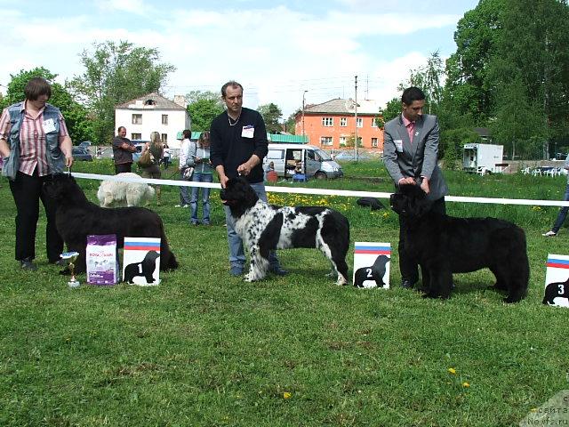 Фото: ньюфаундленд Smigar Nimfeya Neotrazimaya (Смигар Нимфея Неотразимая), ньюфаундленд Plushevaya Panda Debra (Плюшевая Панда Дэбра), ньюфаундленд Skippers Only You for Smigar