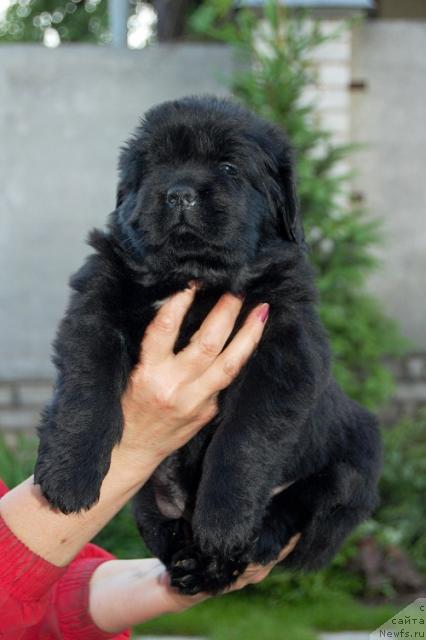 Фотография № 43216