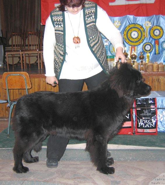 Фото: ньюфаундленд Kimberli ot Sibirskogo Medvedya (Кимберли от Сибирского Медведя)