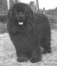 Фото: ньюфаундленд Graf von Luxemburg