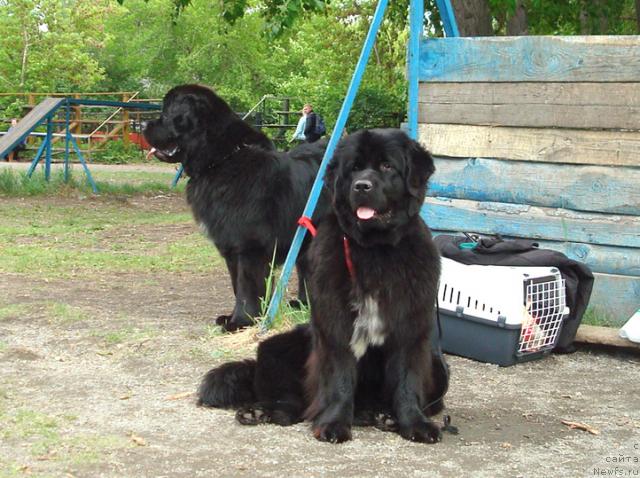 Фото: ньюфаундленд Mag Ispolin Loyengrin (Маг Исполин Лоэнгрин), ньюфаундленд Mag Ispolin Lira Lyubvi (Маг Исполин Лира Любви)