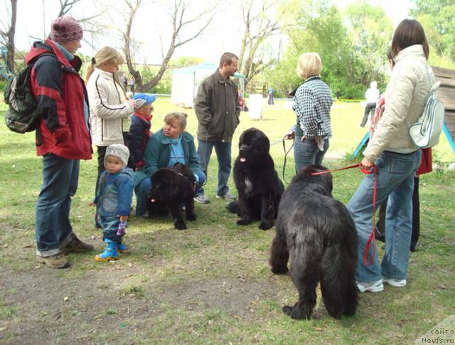 Фото: ньюфаундленд Mag Ispolin Loyengrin (Маг Исполин Лоэнгрин)