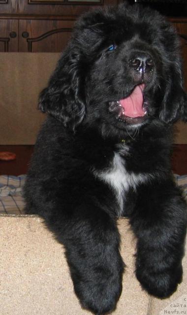 Фото: ньюфаундленд Leslley-Sia Flover (Лесли-Сиа Фловер)