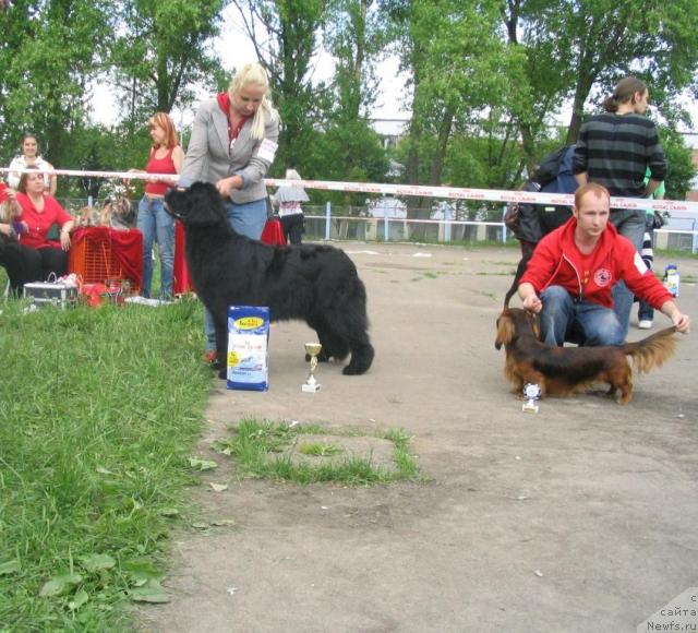 Фото: ньюфаундленд Just One Kiss Midnight Bear, Anastasiya Zalivako (Анастасия Заливако)