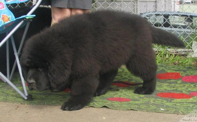 Фотография № 43279