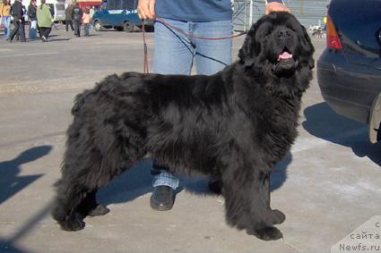 Фото: ньюфаундленд Nick Shedevr iz Medvejyego Yara (Ник Шедевр из Медвежьего Яра)