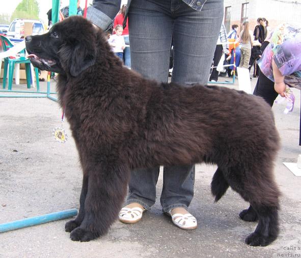 Фотография № 43306