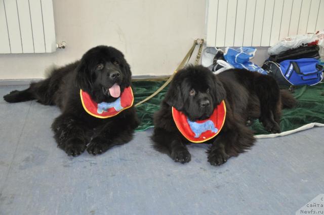 Фотография № 43309