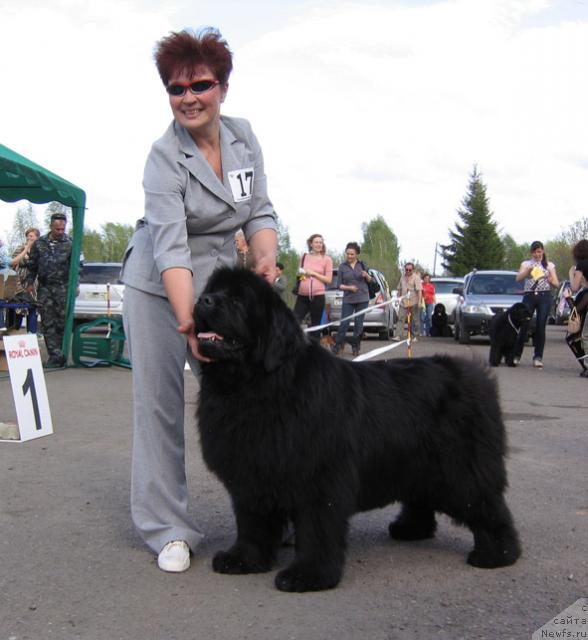 Фото: ньюфаундленд Vikontessa iz Medvejyego Yara (Виконтесса из Медвежьего Яра)