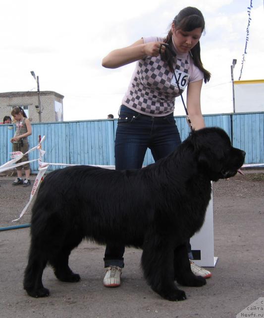 Фото: ньюфаундленд Terra Nova ot Sibirskogo Medvedya (Терра Нова от Сибирского Медведя)