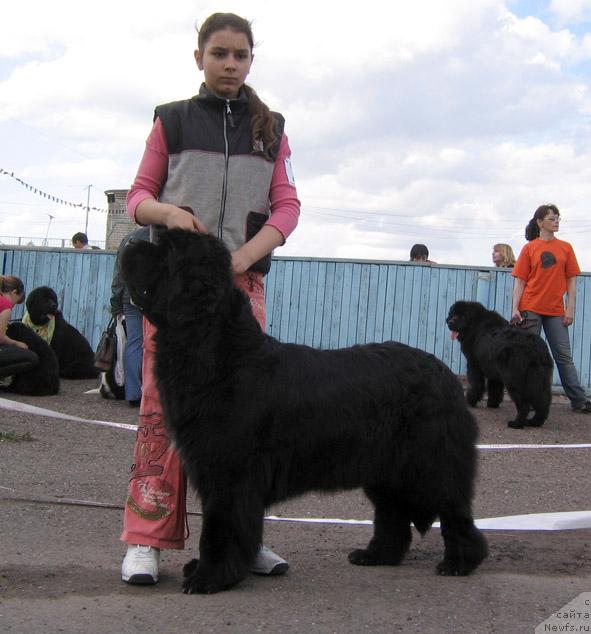 Фото: ньюфаундленд Istoria Lubvi iz Tihogo Omuta (История Любви из Тихого Омута)