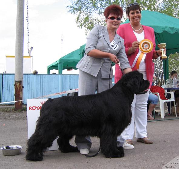 Фото: ньюфаундленд Dynasty Queen iz Medvejyego Yara (Династия Квин из Медвежьего Яра)