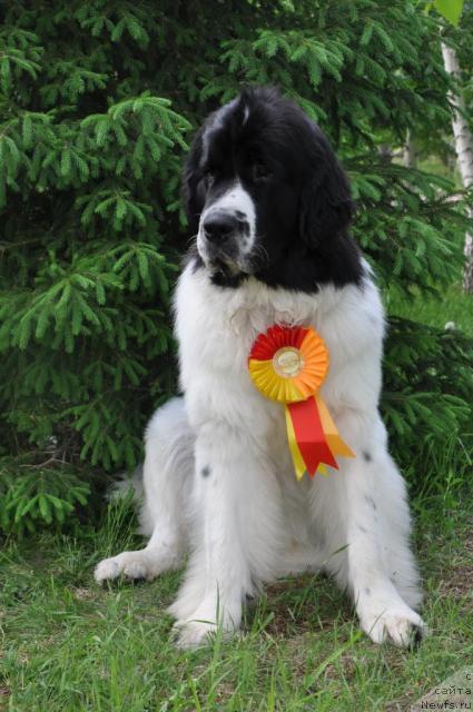 Фотография № 43325