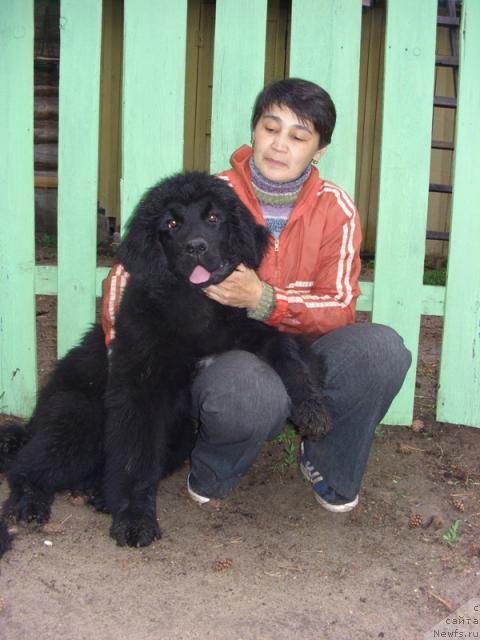 Фото: ньюфаундленд Barhatnoe Ushko (Бархатное Ушко)