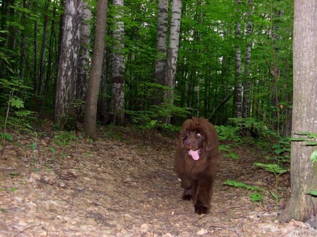 Фото: ньюфаундленд Barhatka Roskoshnaya (Бархатка Роскошная)