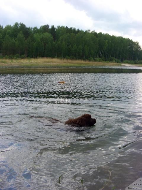 Фото: ньюфаундленд Barhatka Roskoshnaya (Бархатка Роскошная)