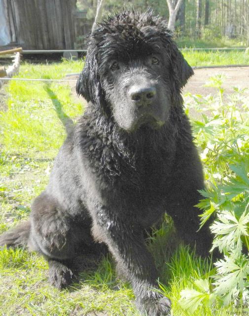 Фотография № 43337