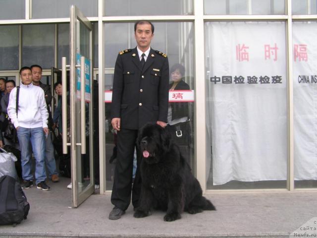 Фото: ньюфаундленд Ego Vysochestvo ot Sibirskogo Medvedja (Его Высочество от Сибирского Медведя)