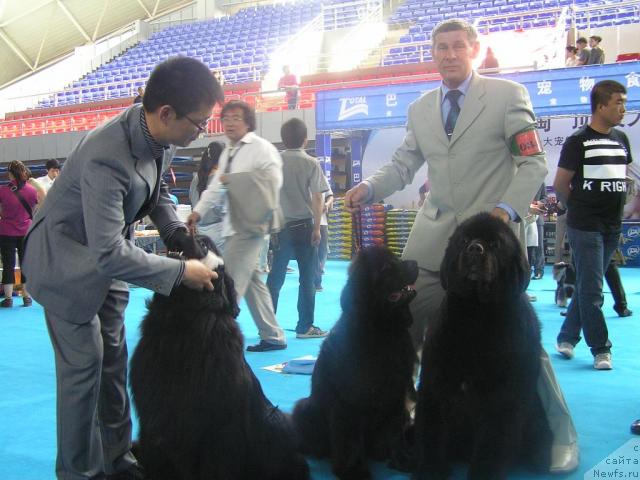 Фото: ньюфаундленд Interio Souri iz Medvejyego Yara (Интерио Соури из Медвежьего Яра), ньюфаундленд Ego Vysochestvo ot Sibirskogo Medvedja (Его Высочество от Сибирского Медведя)