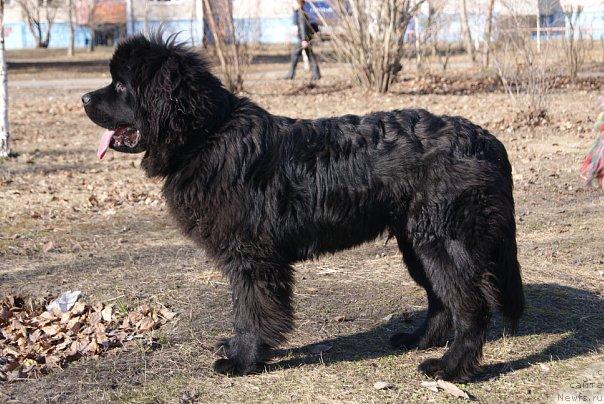 Фото: ньюфаундленд Super Premium Evropeyskiy Variant (Супер Премиум Европейский Вариант)