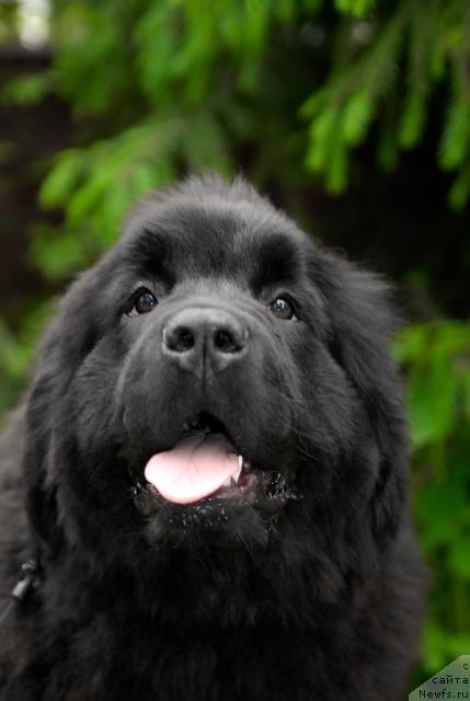 Фото: ньюфаундленд Akvatoriya Kelvin Koroleva Margo (Акватория Келвин Королева Марго)