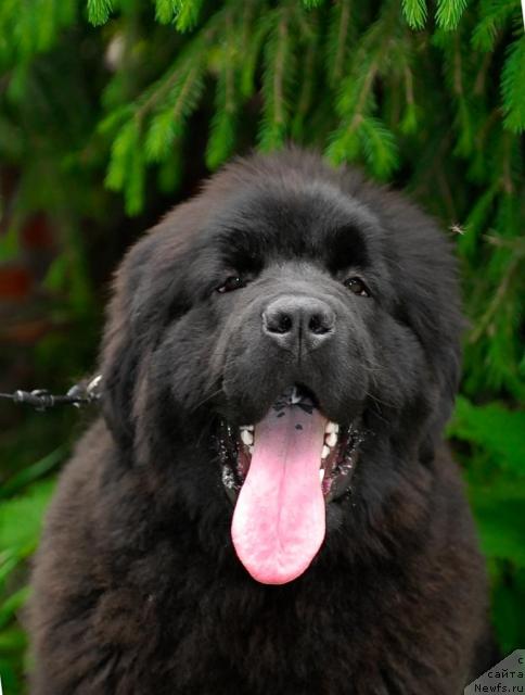 Фото: ньюфаундленд Akvatoriya Kelvin Koroleva Margo (Акватория Келвин Королева Марго)