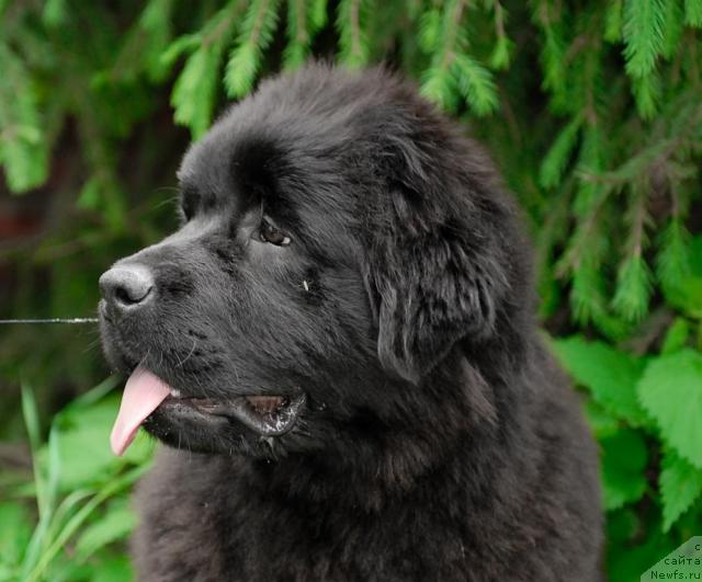 Фото: ньюфаундленд Akvatoriya Kelvin Koroleva Margo (Акватория Келвин Королева Марго)