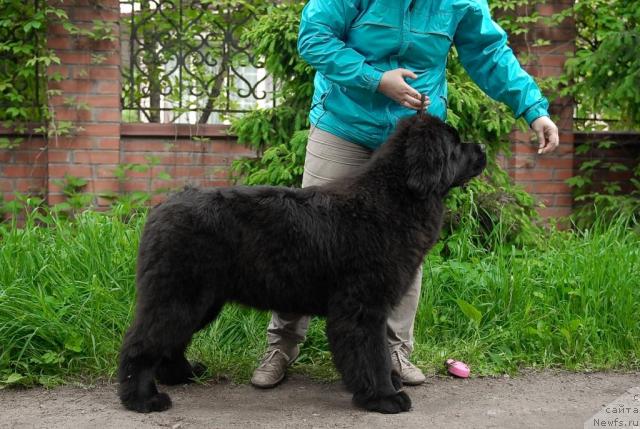 Фото: ньюфаундленд Akvatoriya Kelvin Koroleva Margo (Акватория Келвин Королева Марго)