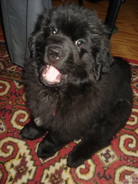 Фото: ньюфаундленд Super Premium Evropeyskiy Variant (Супер Премиум Европейский Вариант)