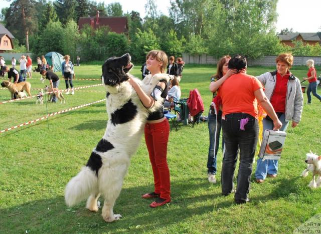 Фото: ньюфаундленд YUmma iz Unikal'noy Kollekcii (Юмма из Уникальной Коллекции)