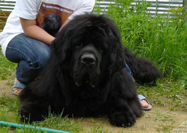 Фото: ньюфаундленд Pchiolkin Dom Vostorg Dushi (Пчёлкин Дом Восторг Души)