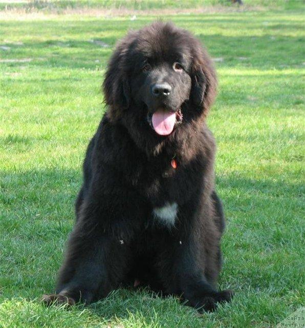 Фото: ньюфаундленд Kiper Soul Dolgojdannyiy Misha (Кипер Соул Долгожданный Миша)