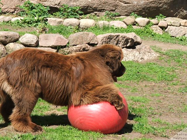 Фото: ньюфаундленд Take it Slowly Quero