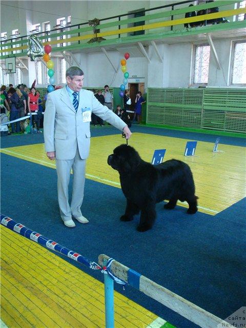 Фото: ньюфаундленд Ego Vysochestvo ot Sibirskogo Medvedja (Его Высочество от Сибирского Медведя)