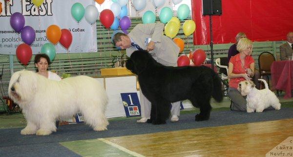 Фото: ньюфаундленд Ego Vysochestvo ot Sibirskogo Medvedja (Его Высочество от Сибирского Медведя)