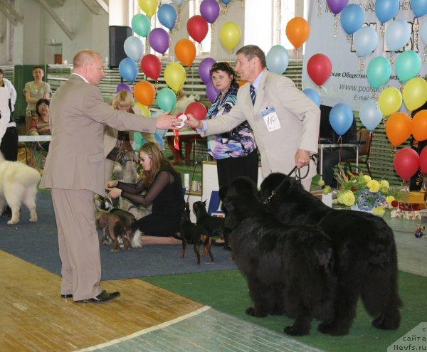 Фото: ньюфаундленд Interio Souri iz Medvejyego Yara (Интерио Соури из Медвежьего Яра), ньюфаундленд Ego Vysochestvo ot Sibirskogo Medvedja (Его Высочество от Сибирского Медведя)