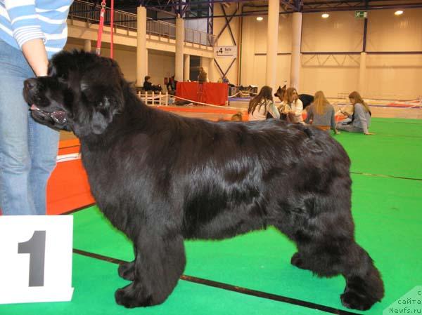 Фото: ньюфаундленд Yunspotid Hay iz Medvejyego Yara (Юнспотид Хай Из Медвежьего Яра)