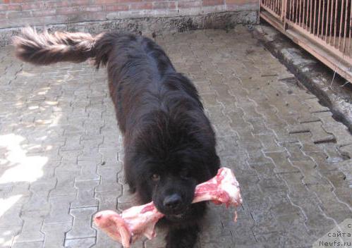 Фото: ньюфаундленд Zhemchuzhina Rostova s Berega Dona (Жемчужина Ростова с Берега Дона)