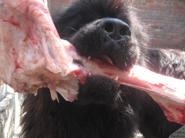 Фото: ньюфаундленд Zhemchuzhina Rostova s Berega Dona (Жемчужина Ростова с Берега Дона)