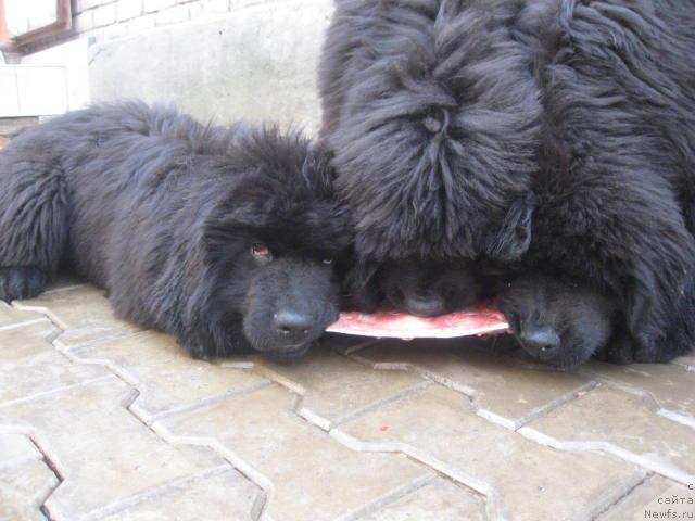 Фото: ньюфаундленд Razguljaj s Berega Dona (Разгуляй с Берега Дона), ньюфаундленд Rostovchanka s Berega Dona (Ростовчанка с Берега Дона), ньюфаундленд Radosvet s Berega Dona (Радосвет с Берега Дона)