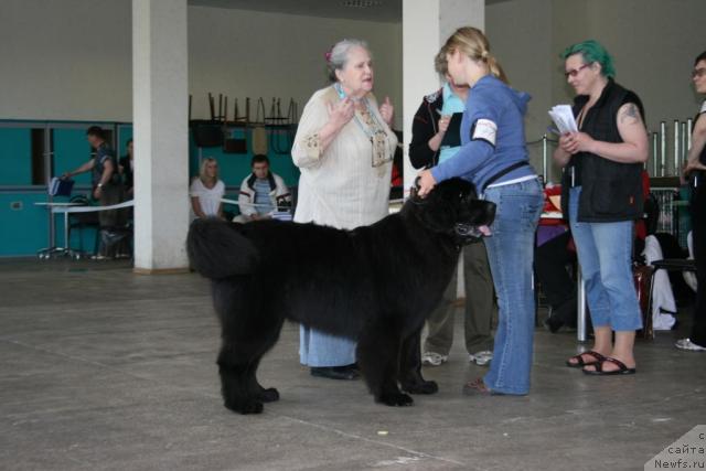 Фото: ньюфаундленд King of Helluland Just Beautiful